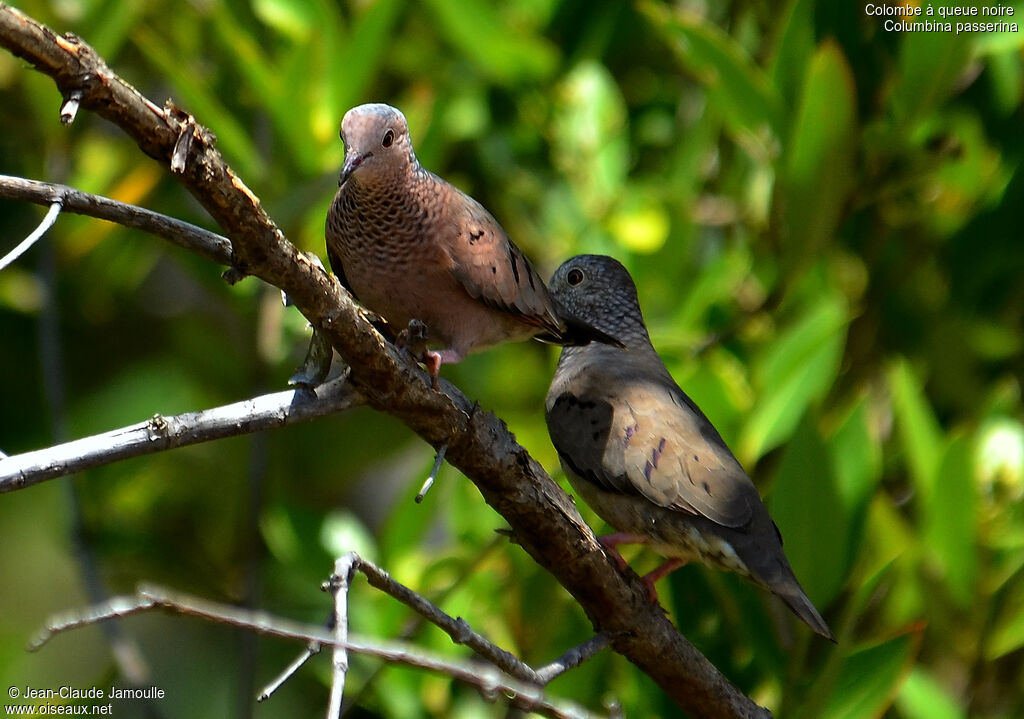 Common Ground Doveadult, Behaviour