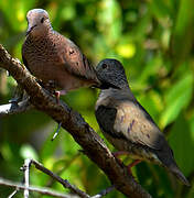 Common Ground Dove