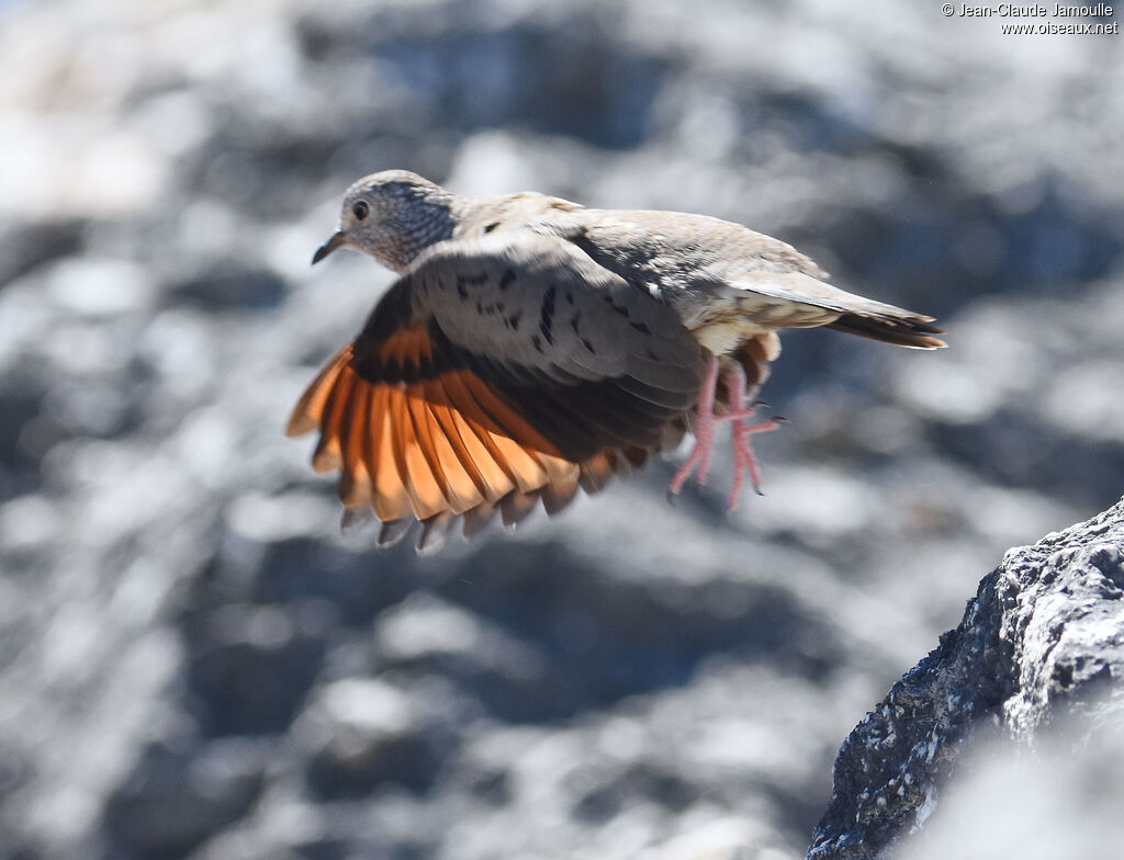 Common Ground Dove