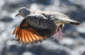 Common Ground Dove