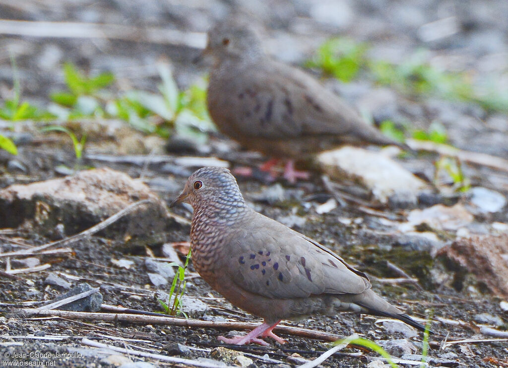 Common Ground Dove