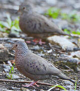 Common Ground Dove