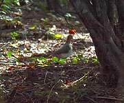 Colombe de Grenade