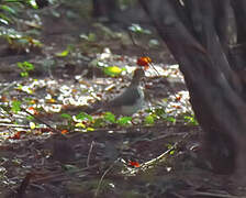 Grenada Dove