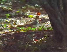 Grenada Dove