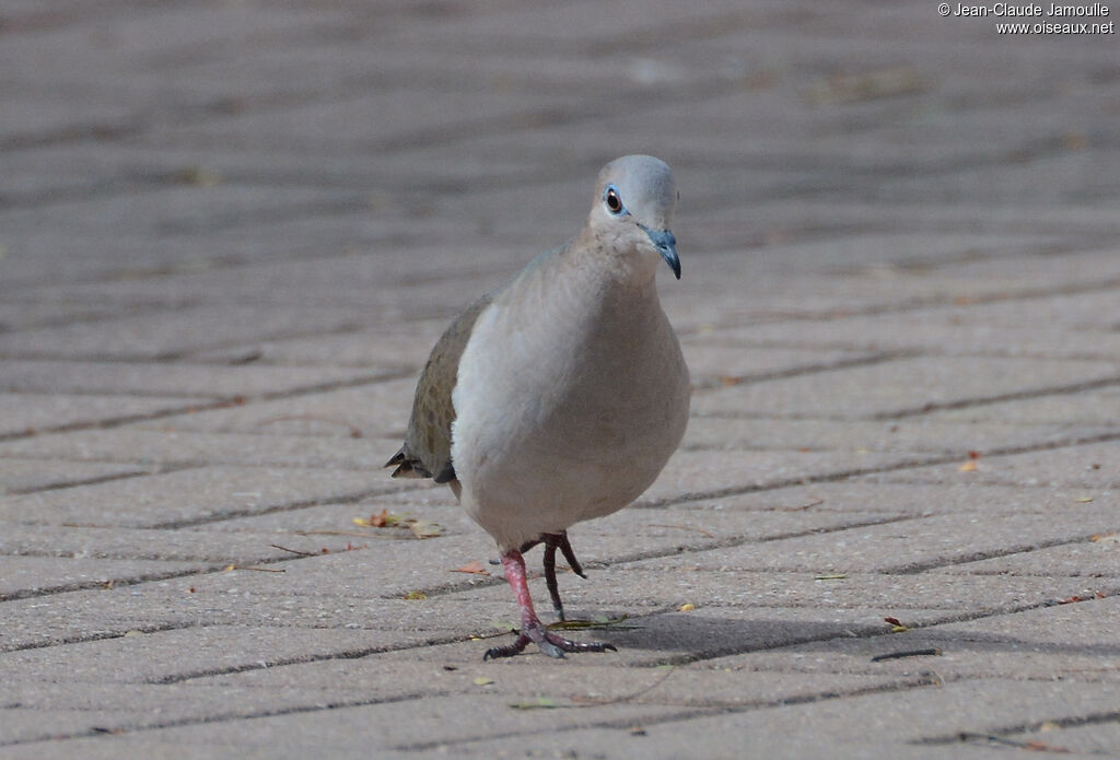 White-tipped Doveadult, pigmentation, walking