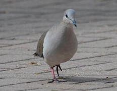 White-tipped Dove