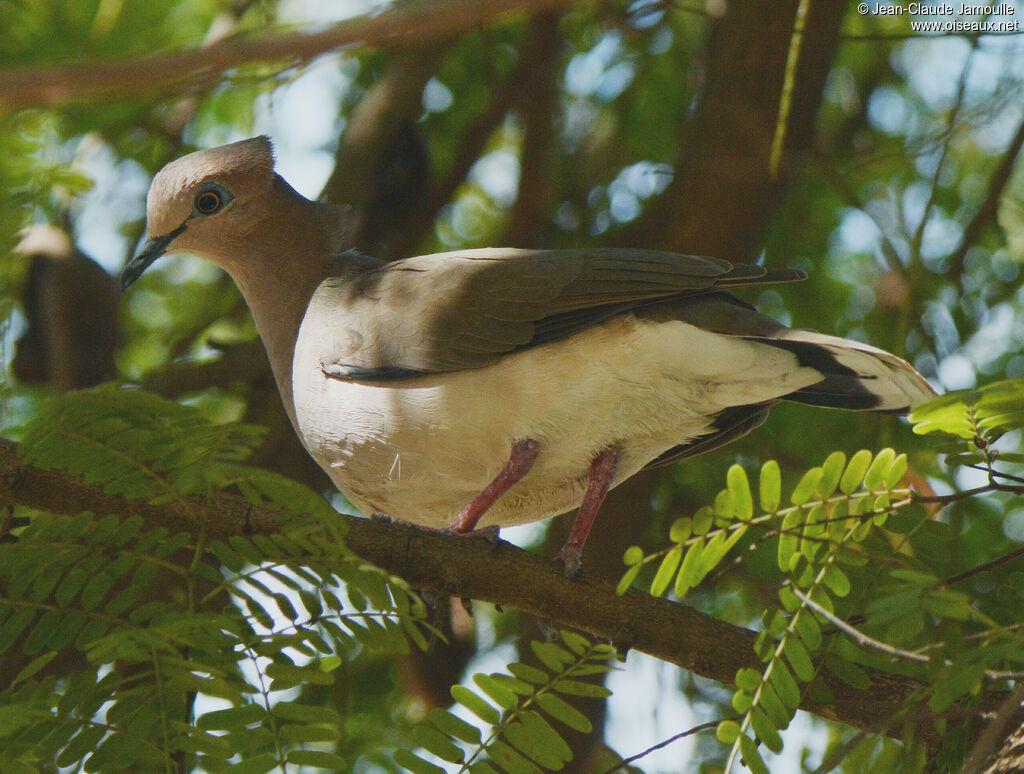 White-tipped Doveadult, aspect, Flight, fishing/hunting