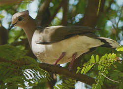 White-tipped Dove