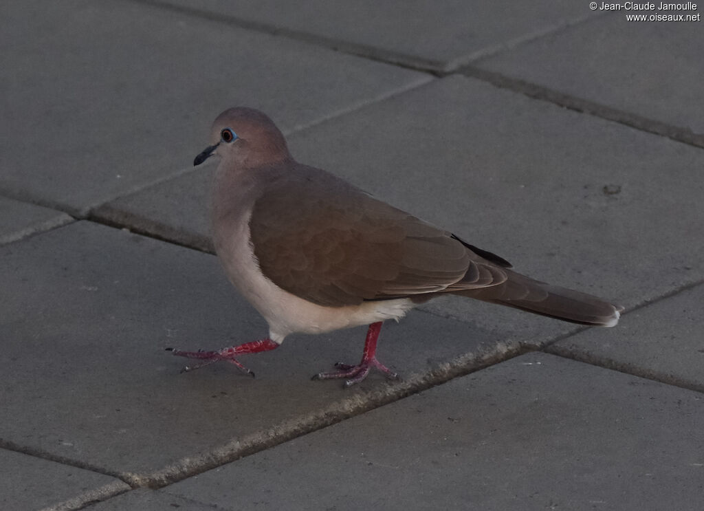 White-tipped Dove