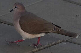 White-tipped Dove