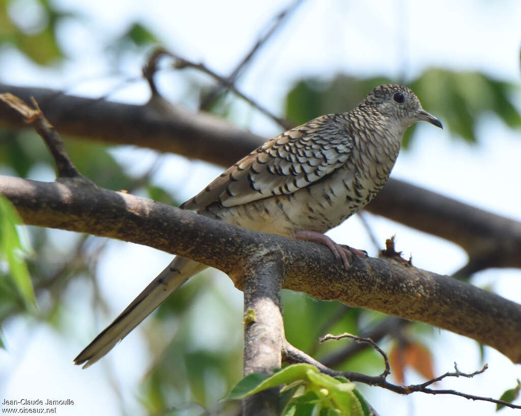 Scaled Doveadult, habitat