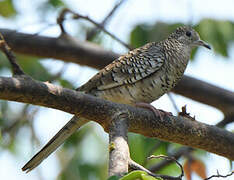 Scaled Dove