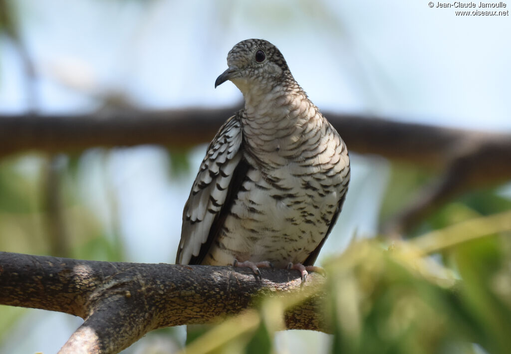 Scaled Dove