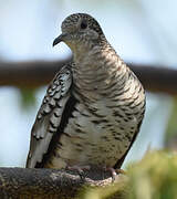 Scaled Dove