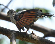 Scaled Dove