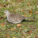 Colombe inca