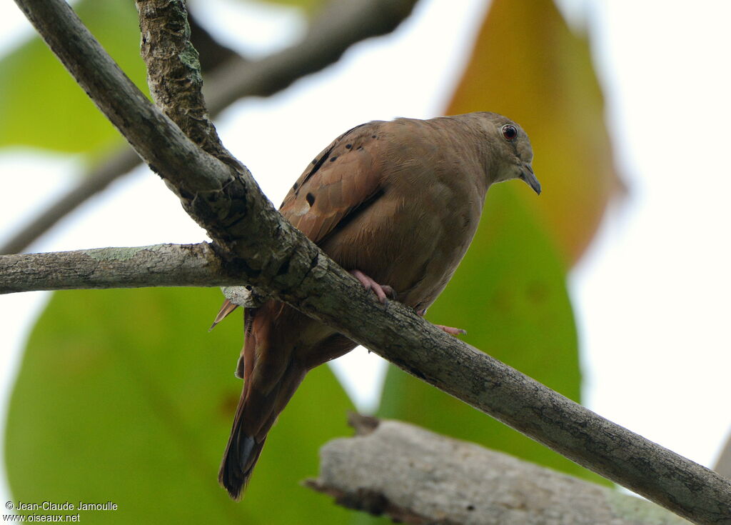 Ruddy Ground Dove female