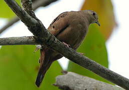 Ruddy Ground Dove