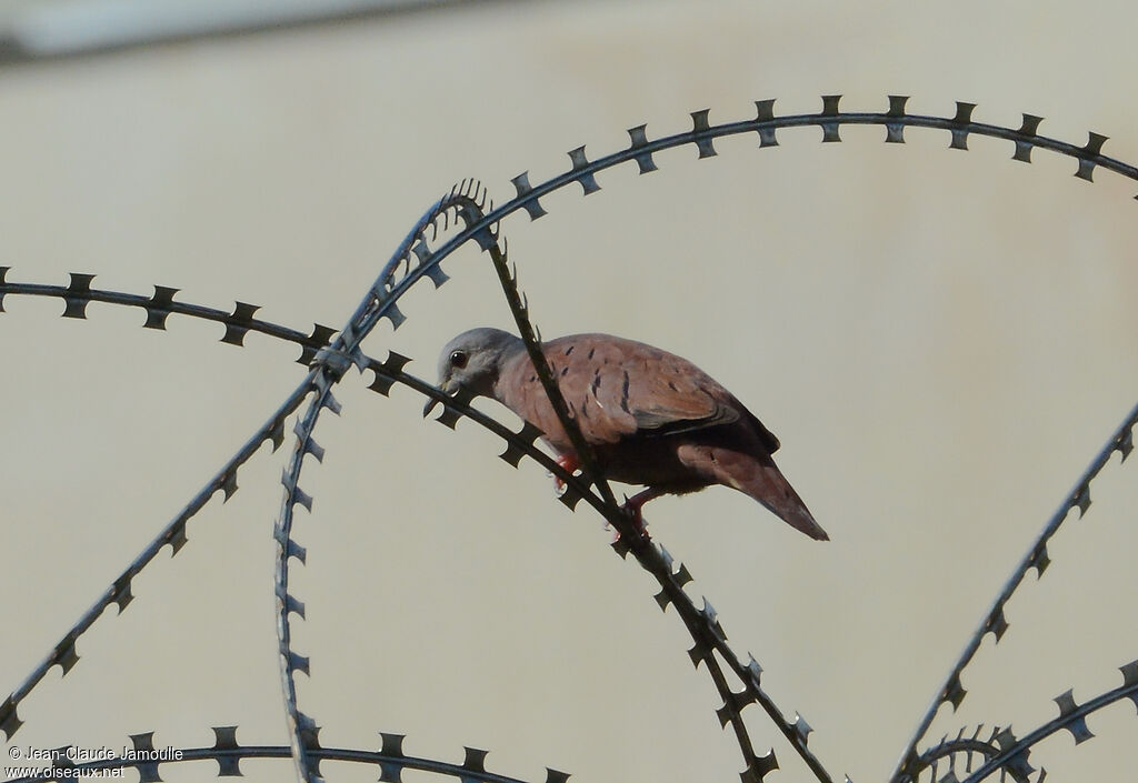 Ruddy Ground Dove