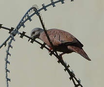 Ruddy Ground Dove