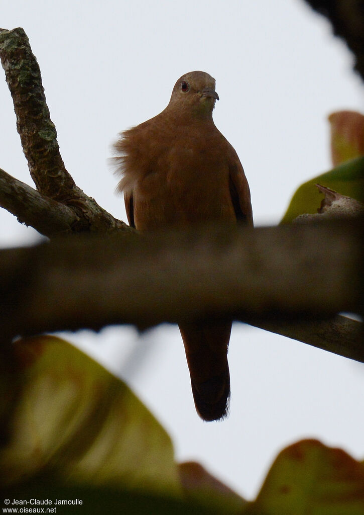 Ruddy Ground Dove male