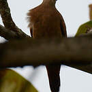 Colombe rousse