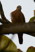 Ruddy Ground Dove