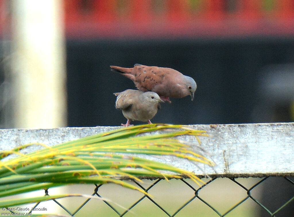 Ruddy Ground Dove 