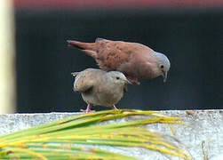 Ruddy Ground Dove