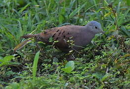 Ruddy Ground Dove