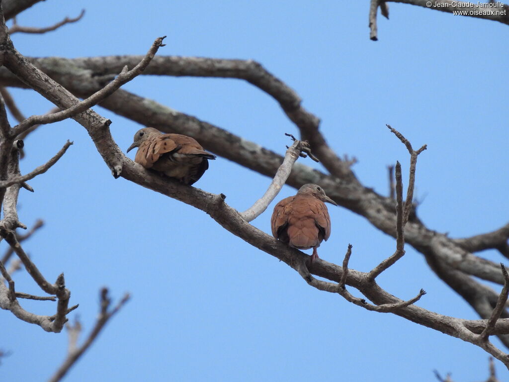 Ruddy Ground Dove