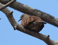 Ruddy Ground Dove