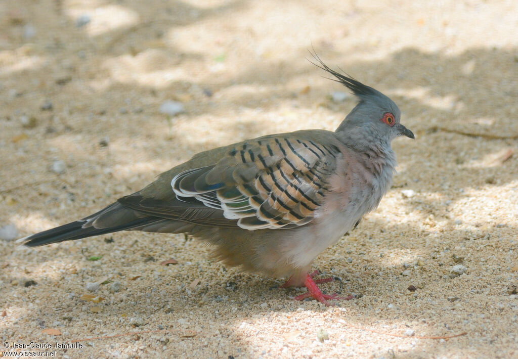 Crested Pigeon