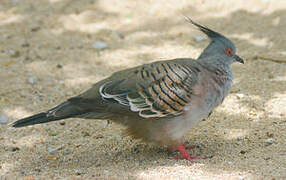 Crested Pigeon