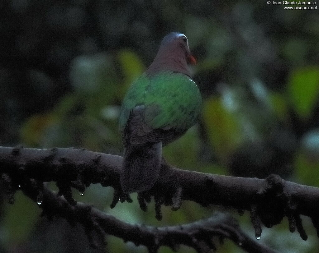 Common Emerald Dove