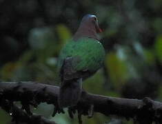 Common Emerald Dove