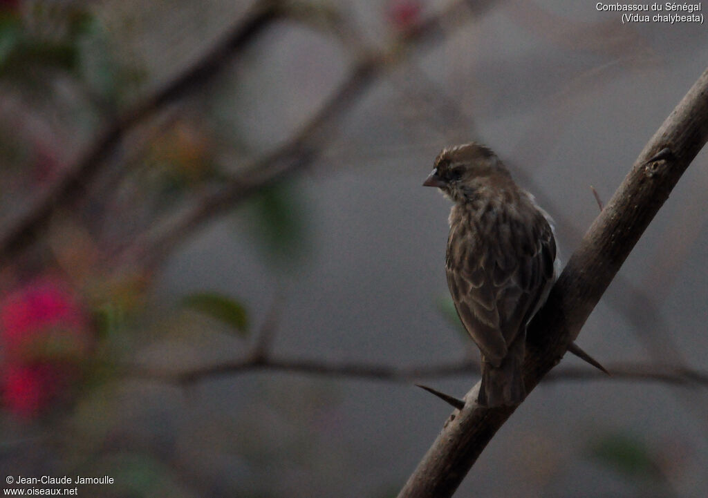 Village Indigobird