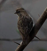 Village Indigobird