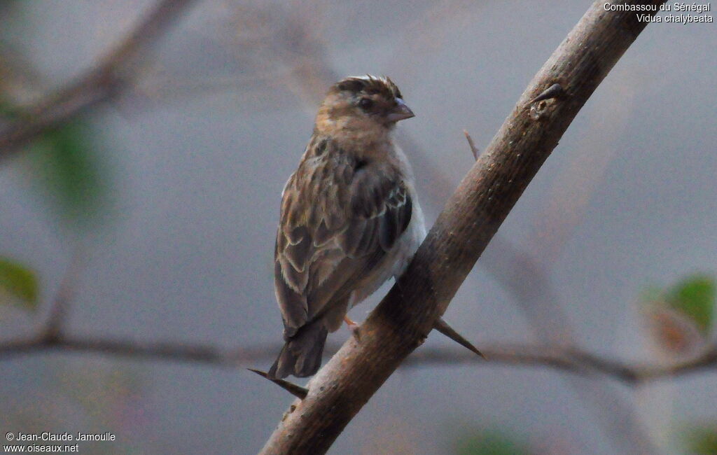 Village Indigobird