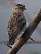 Village Indigobird