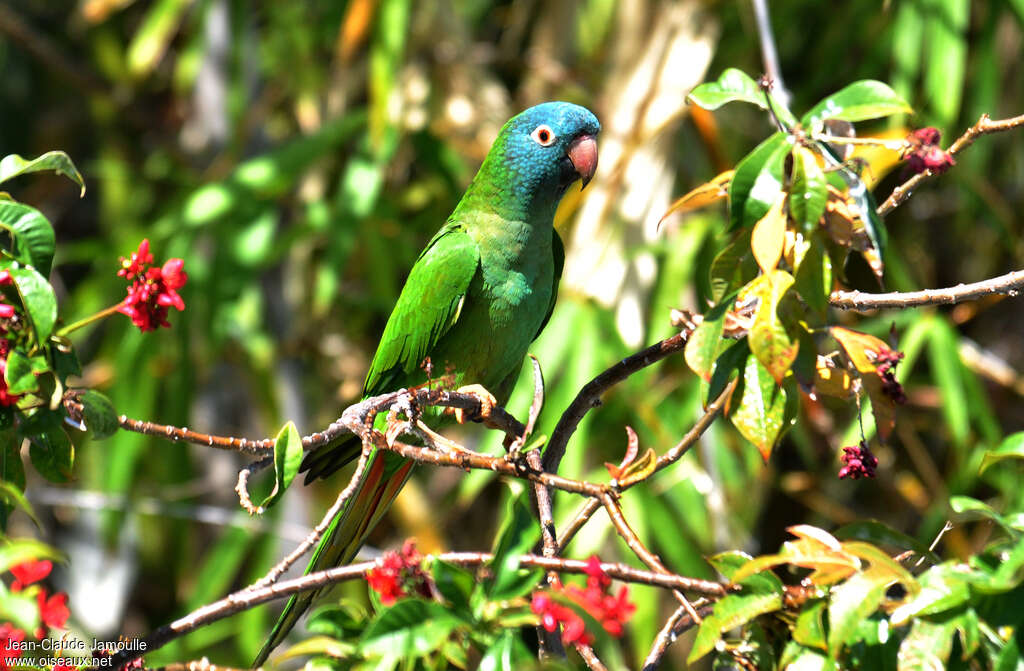 Blue-crowned Parakeetadult, identification