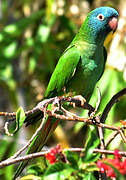 Blue-crowned Parakeet