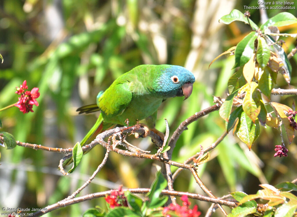 Blue-crowned Parakeet