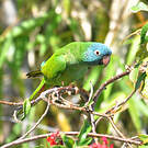 Conure à tête bleue