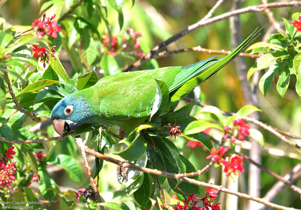 Blue-crowned Parakeet, feeding habits