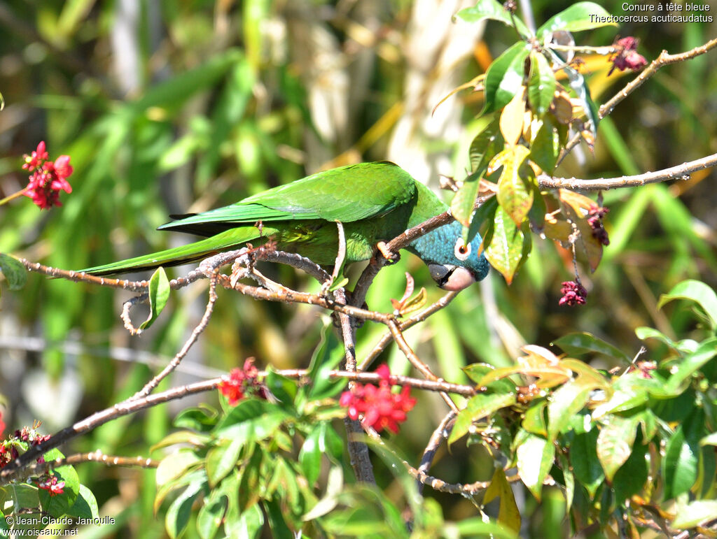 Conure à tête bleue