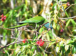 Conure à tête bleue