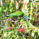 Conure à tête bleue