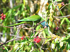 Conure à tête bleue